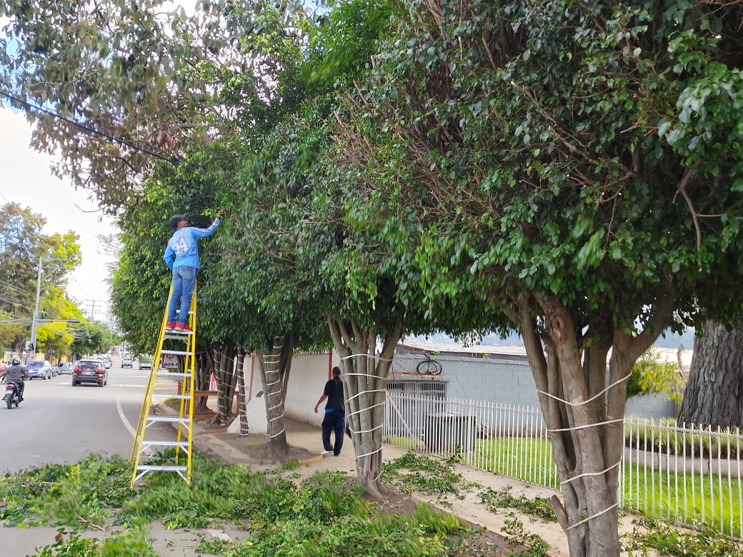 El Ayuntamiento de Constanza realiza poda de árboles en la entrada de la ciudad